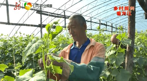 互聯(lián)網(wǎng)+本土新鮮蔬菜 送貨上門開啟零售新篇章，助力增收致富